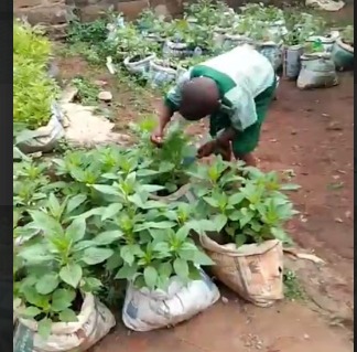 Ansar-Ud-Deen Primary School 1, Iperu