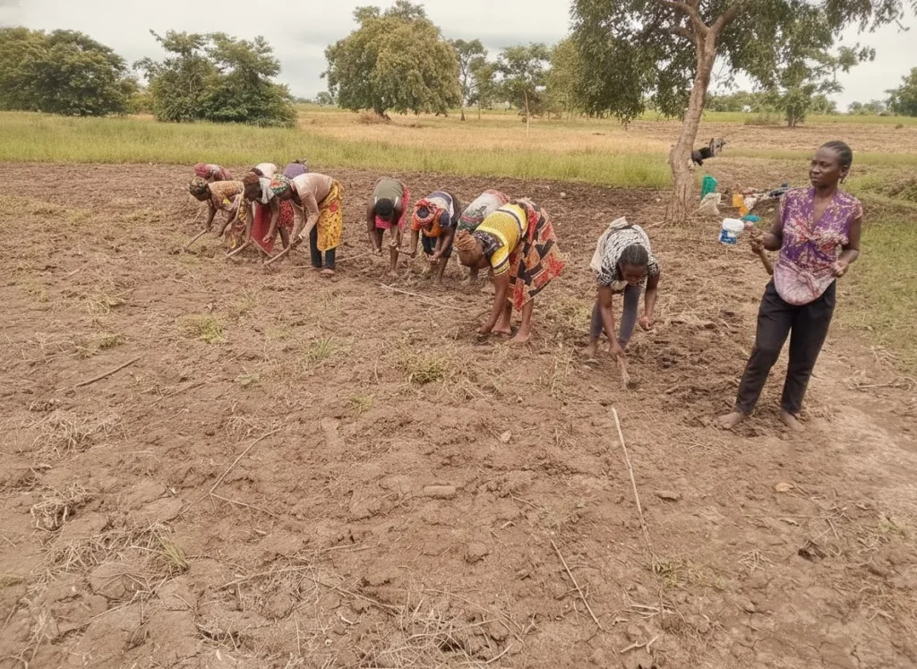 A group bending to plant on a cleared field