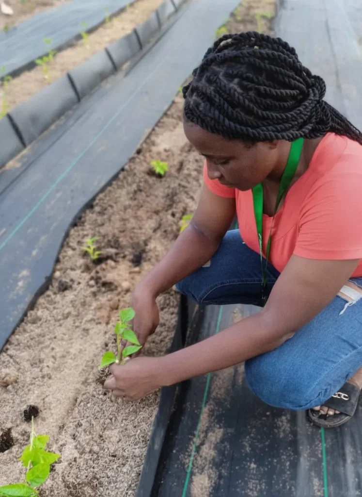 A woman planting seedlings through mulch film